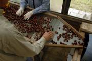 Nuts are sorted at Chestnut Charlie's, located 1 mile north of the East Lawrence I-70 exchange on the east side of Highway 24/59.