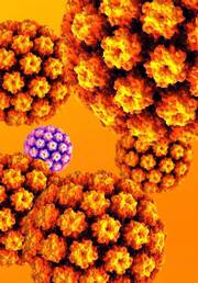 This computer-generated model, provided by the University of Wisconsin Institute of Molecular Virology, shows the protein shell of a particle of human papillomavirus.