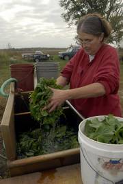 Mary Jo Mensie, of Tree Corners Farm northeast of Lawrence, got up early to pick her spinach for the Lawrence Farmers Market last week. Mensie said she would take about seven pounds to the market and that her spinach would last until the middle of November.