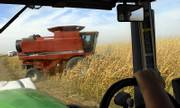 Farmer Bill Spillman, viewed through the front window of a grain hauler driven by his employee Richard Rachel, heads into the fields to cut corn last Friday in Hoxie. Spillman uses both irrigation and dry-land farming methods.