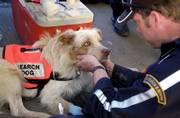 Erick Robertson, of Oakhurst, Calif., pets Porkchop, a 1-year-old search and rescue dog, near the site of the World Trade Center attacks in New York in this Sept. 19, 2001, file photo. Scientists have spent years studying the health of search-and-rescue dogs and found no sign of major illness in the animals.