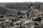 Villagers walk by their livestock killed during a NATO attack in the Panjwayi district of Kandahar province, south Afghanistan. NATO warplanes killed between 30 and 85 civilians, mainly women and children, in Tuesday's attack in southern Afghanistan, Afghan officials and witnesses said Thursday.