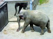 Happy, a female Asian elephant at the Bronx Zoo in New York, suggests from her behavior that pachyderms can recognize themselves in a mirror.