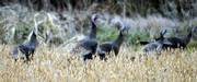 Several turkeys cruise through a soybean field Wednesday afternoon. The turkey population in Kansas, particularly in the eastern part of the state, has flourished since the 1990s.