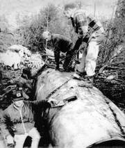 officials at the site of the Nov. 14, 1970, Marshall University plane crash at Tri-State Airport in Kenova, W.Va., secure a charred engine for removal to an airport hangar. The crash that killed 75 people is the subject of the Warner Bros. film "We Are Marshall," which opens nationwide Dec. 22.