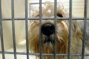 An inquisitive mixed-breed terrier acknowledges a visitor at the Lawrence Humane Society. The animal shelter needs to raise about $350,000 to make needed repairs and expand the shelter.