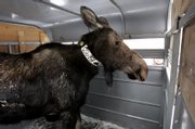 Outfitted with a radio collar, a moose waits in a trailer east of Huntsville, Utah, ready for transport to Colorado. Up to 25 moose were captured and sent out of state.