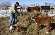 Stan Larson, who lives west of Lawrence, thinks he has plenty of hay for the winter, but supplies are tight. On Monday he was feeding some of his Herefords and caring for a calf that was 1 day old.