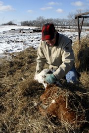 Stan Larson, who lives west of Lawrence, thinks he has plenty of hay for the winter despite a shortage. Larson fed some of his Herefords on Monday and cared for one calf that was only a day old.