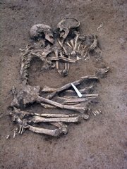 This photo provided by the Archaeological Society SAP in Mantua, northern Italy, shows a pair of human skeletons found Monday at a construction site outside Mantua. Archaeologists unearthed the skeletons, believed to be a man and a woman, from the Neolithic period, buried 5,000 to 6,000 years ago.