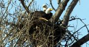 Two Eagles nest in December just northeast of Lawrence. The birds' population has made a comeback in the last 40 years, and eagles could be taken off the federal endangered and threatened species list later this year.