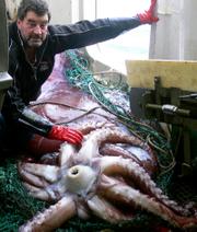 This photo released by New Zealand Fisheries Department shows an unidentified New Zealand fisherman with a giant squid caught this week in the Ross Sea, Antarctica. The creature, known as a colossal squid, is thought to be the largest squid found anywhere in the world, weighing an estimated 990 pounds. Colossal squid are found in Antarctic waters and are not related to giant squid found around the coast of New Zealand. Giant squid grow up to 39 feet but are not as heavy.