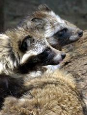 Raccoon dogs are seen in a cage in Tokyo's Ueno zoo in this 2003 file photo. An animal advocacy group says an investigation has found coats with fur from dogs. Raccoon dogs, a canine species native to Asia, aren't kept as pets and importing their fur is not illegal, but they are still a type of dog.