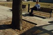 Antonio Mateos, of Lawrence, rests on a bench in downtown Lawrence next to a tree surrounded by bricks that create a planter. Lawrence Parks and Recreation crews employ special measures to care for downtown trees, many of which grow in concrete planters and, soon, metal tree grates.