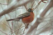 Robins are traditionally a harbinger of spring, but it is not unusual to see them in this area throughout the winter. In a pattern noted over the last five to 10 years, many migratory birds are leaving the area later in the fall and returning earlier in the spring.