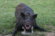 This wild boar was shot and killed two years ago by Scott Besler, who lives in rural Douglas County near Clinton Lake. Wild hogs, or feral pigs, have become a growing problem in Kansas because they can spread disease to livestock and domestic animals. This boar had the characteristics of a wild Eurasian boar instead of the more common feral pigs seen in the area, and wildlife experts believe it was released for hunting purposes.