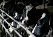 Higher fuel and feed costs at dairy farms such as Ralph Albright's Aljarla Holstein farm in Falling Spring, Pa., and growing global demand for milk products mean prices will rise soon.