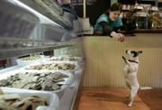 Cloie Harnois, a worker at the Polka Dog Bakery in Boston, holds out a treat for Paco, an 8-year-old Jack Russell-Chihuahua mix, in front of the store's dog treat display. The boutique dog bakery sells organic doggy treats as well as dried grains, herbs, and vegetables for dog owners to blend with the raw meat of their choice.