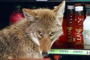A coyote looks around in a cooler at a Quiznos restaurant in Chicago. The animal walked through the propped-open front door Tuesday and lay down in a cooler stocked with fruit juice and soda. Animal control officers captured the animal, and on Wednesday it was released onto private property outside the city.