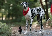 Gibson, a Great Dane, right, and Zoie, a Chihuahua, are shown in Grass Valley, Calif., in this undated photo provided by the journal Science. Dogs have the largest variation in body size of any land animal.