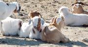 Bob Throop and Jeff Hill think someone is stealing young goats from their goat-raising enterprise northeast of Lawrence after some have gone missing without a trace.