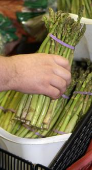 Although Many local farmers lost their early asparagus in the recent freeze, the crop is expected to make a rebound within a week. This is due, in part, to how quickly asparagus grows - as much as 10 inches per day if weather conditions are ideal.