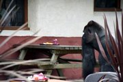 Escaped gorilla Bokito is seen at Diergaarde Blijdorp zoo Friday in Rotterdam, Netherlands. Bokito escaped from an enclosure and injured four people Friday at the zoo, a zoo director said. Bokito bit a woman and injured three others before being shot with a sedative dart.