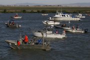 A group of boats gathers on the Sacramento River near Rio Vista, Calif., as crew members attempt to drive two humpback whales down the river by banging on metal pipes extended into the water. The mother whale and calf showed growing signs of distress Wednesday, and made no progress toward returning to the ocean.