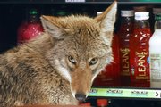 A coyote looks around in a cooler April 3 at a Quiznos sandwich shop in Chicago. Increased encounters with coyotes in urban areas prove that the remarkably adaptive critters, famous for roaming rural stretches, prairies and western deserts, have gone metropolitan.