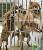 Dogs rescued from a puppy mill in Lexington, Neb., are seen Wednesday at the Omaha Humane Society, in Omaha, Neb. A short time after the May 16 rescue of 173 dogs from the property of a Dawson County man, the Nebraska Legislature passed a law that increases the number of state kennel inspectors from one to four and requires new operations to be inspected before opening.