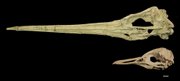 two fossils recently discovered in Peru reveal that penguins reached warm climates much earlier than previously thought. The smaller of the two, Perudyptes devriesi, was comparable in size to the living King Penguin. The larger, Icadyptes salasi, would have been fearsome to encounter at over five feet tall with a seven-inch beak - one of the largest penguins ever described.