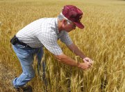 John Werth, of Werth Aerial Spraying, examines a field of wheat for the presence of the wheat head army worm in a field near Schoenchen.