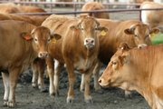 The only herd of Akaushi cattle outside Japan makes its home near Gonzales, Texas. The brood has grown to more than 5,000 from the three bulls and eight cows that arrived from Japan in 1994. The beef, often called "Kobe beef" by American restaurants, commands higher prices: Ground beef sells for $6 per pound, while a 12-ounce ribeye goes for $45.