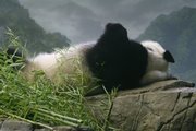 Female giant panda Mei Xiang sleeps heavily Friday after zoo staff determined she is not pregnant but was experiencing a pseudopregnancy during the past several months in Washington. National Zoo staff expect Mei Xiang to return to "normal," both hormonally and behaviorally, in the coming days.