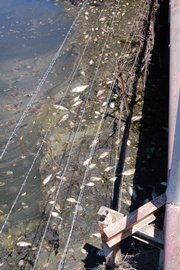 Dead fish float in oil-contaminated water at a bridge in South Coffeyville, Okla. The spill of more than 71,000 gallons of crude oil originated north of the state line in Coffeyville, Kan. Experts are now discussing how to clean up the environmental damage caused by the spill.