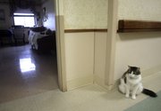 Oscar, a hospice cat at the Steere House Nursing and Rehabilitation Center in Providence, R.I., sits outside a patient's room. Oscar has predicted the deaths of 25 patients by curling up next to them during their final hours.