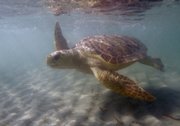 A loggerhead sea turtle swims to open water after workers from Miami Seaquarium, released it in November at Bill Baggs Cape Florida State Park in Key Biscayne, Fla. After gains in the 1990s, populations of loggerhead sea turtles are now dropping in the U.S., primarily as a result of commercial fishing.