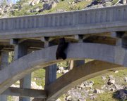 In this photo provided by Truckee Animal Control, a bear is seen clinging to a ledge on Rainbow Bridge on Highway 40 west near Donner Summit near Truckee, Calif. Volunteers rescued the 250-pound bear after it was stuck for almost 24 hours. The bruin was walking across the bridge when at least two vehicles drove by at the same time and spooked the bear, according to rescuers.