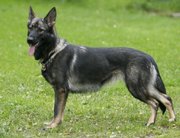 West German shepherd Fjandi stands on the grounds of the German Shepherd Breeders Association in Berlin. The Western German shepherds have the better-known coloring.
