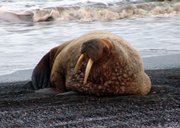 This Sept. 28 photo provided by the North Slope Borough shows a young male walrus resting on the beach in Barrow, Alaska. Scientists and conservationists are expressing alarm at the appearance of thousands of walruses on Alaska's northwest coast, a dramatic demonstration of the effects of diminished Arctic sea ice brought on by global warming.