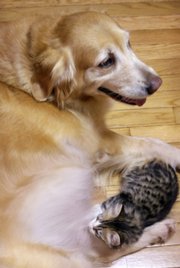 Precious, a 6-week-old kitten, gets a meal from Honey, a 7-year-old golden retriever, last week in Stephens City, Va.