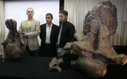 Alexander Kellner, left, a researcher with the Brazilian National Museum, and Argentine paleontologists Jorge Calvo, center, and Juan Porfiri display parts of a skeleton of what could be a new dinosaur species, a 105-foot plant-eater, Futalognkosaurus dukei, during a news conference Monday in Rio de Janeiro.