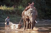 An elephant is guided by a mahout as he pulls a teak log across a shallow stream in the jungles of central Myanmar in this Jan. 15, 2001, file photo. Myanmar has become notorious in the region for ignoring international and its own environmental laws in a single-minded effort to make the money that environmentalists say helps keep the regime in power.