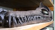 The skull of a Dolichorhynchops bonneri is one of dozens of specimens that will make their public debut on Sunday at the Kansas University Natural History Museum. The giant reptile roamed the Earth's oceans about 80 million years ago.