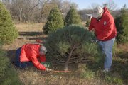 Eric Walther and his son, Mitchell Walther, cut down this year's Christmas tree for the governor's mansion in Topeka. The owners of the Strawberry Hill Christmas Tree Farm, just west of Lawrence, chose a 10-year-old, 9-foot Scotch pine for Gov. Sebelius' home.
