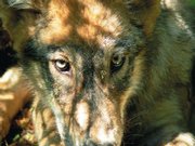A gray wolf pup from the Calder Mountain pack along the Montana and Idaho borders west of Troy, Mont., is shown in this August 2005 file photo. Gray wolves in the northern Rockies are being removed from the endangered species list following a 13-year restoration effort, it was announced last week. A group of environmental and animal rights organizations plans to fight the de-listing.