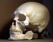A plastic casting of the Kennewick Man's skull is shown in Richland, Wash., in this 1997 file photo. Scientists hoping to study the ancient skeleton are protesting efforts that they say could block them from examining it.