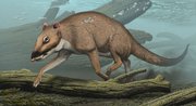 This artist's rendering provided by Northeastern Ohio Universities Colleges of Medicine and Pharmacy shows the 48 million-year--old ungulate Indohyus, from India. Indohyus may be a close relative of whales, and the structure of its bones and chemistry of its teeth indicate that it spent much time in water. In this reconstruction, it is seen diving in a stream, much like the modern African mousedeer does when in danger.