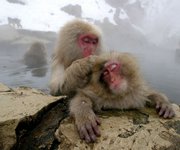 Japanese Macaque monkeys groom each other, sitting in a hot spring in the snow at Jigokudani Wild Monkey Park in Yamanouchi, Nagano prefecture, central Japan on Jan. 19, 2004. Male macaque monkeys pay for sex by grooming females, according to a recent study that suggests the primates may treat sex as a commodity.