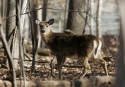 A deer roams Friday in the South Mountain Reservation in West Orange, N.J., near private homes. Sharpshooters will take to the trees next week to reduce the deer population.